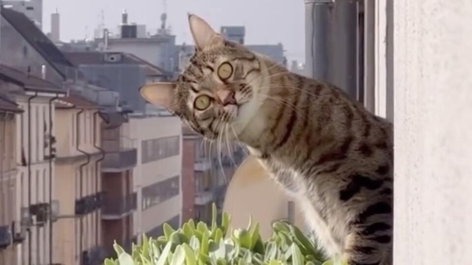 CatVideoFest 2025: Cat Drama Hits Theaters 🐾