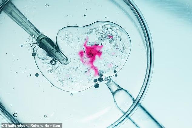 IVF Success Rates Soar in Summer?