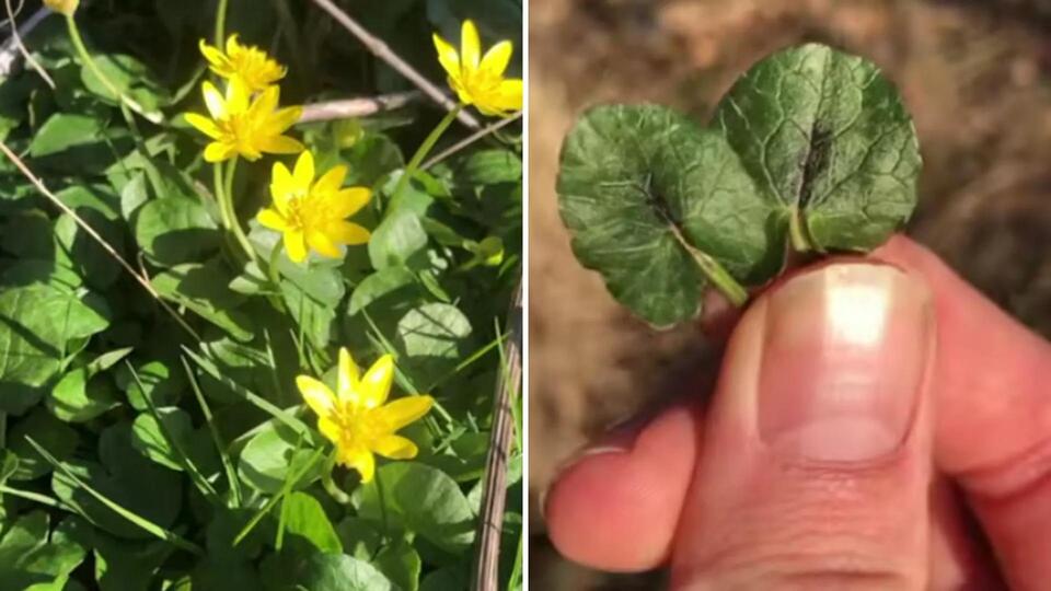 This 'Pretty' Plant Is Wrecking Yards