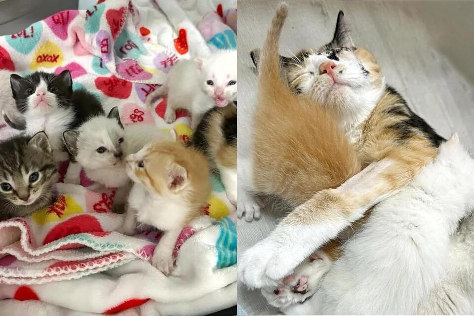 A mom cat’s rescue inspires a community
