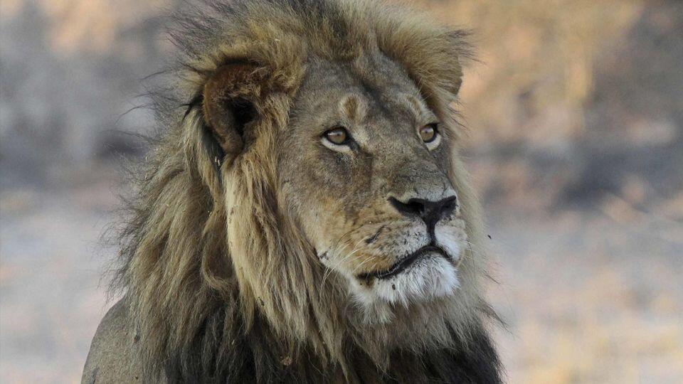 Lion Named Blondie Killed by Trophy Hunter