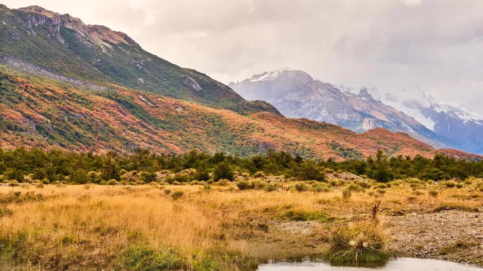 Rare Deer Spotted in Patagonia!