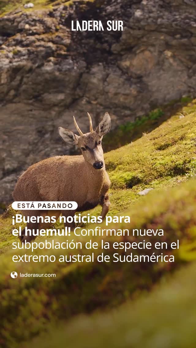 Rare Deer Spotted in Patagonia!