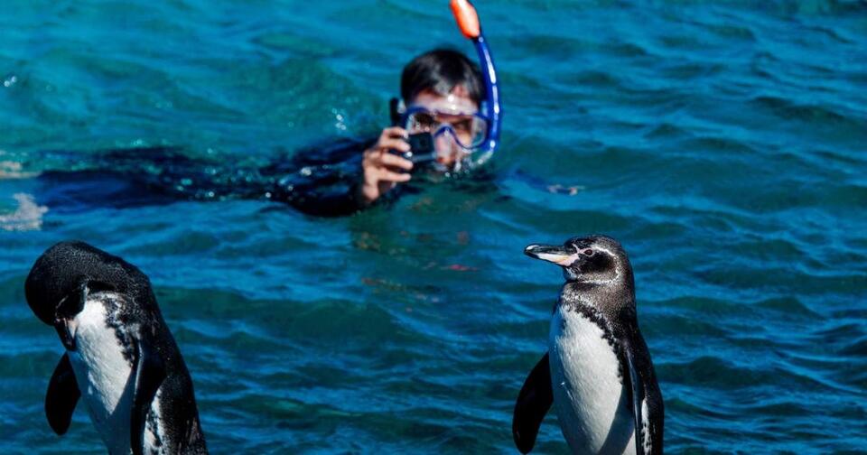 Penguin Overcomes Her Fear of Water!