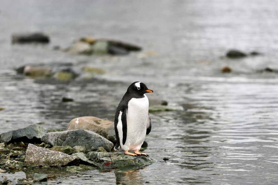 Penguin Overcomes Her Fear of Water!