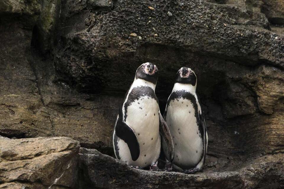 Penguin Overcomes Her Fear of Water!