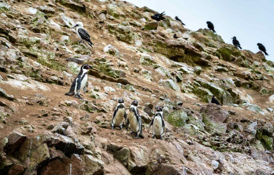Penguin Overcomes Her Fear of Water!