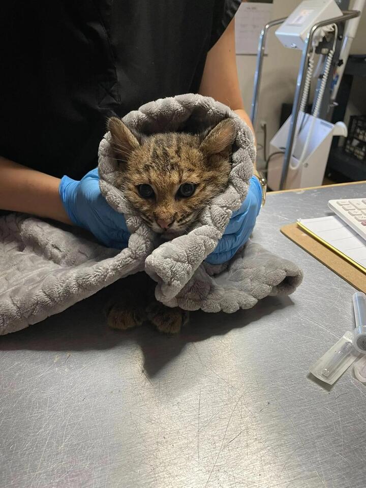 Bobcat kitten rescued from rat poison in New England