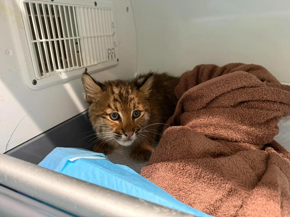 Bobcat kitten rescued from rat poison in New England