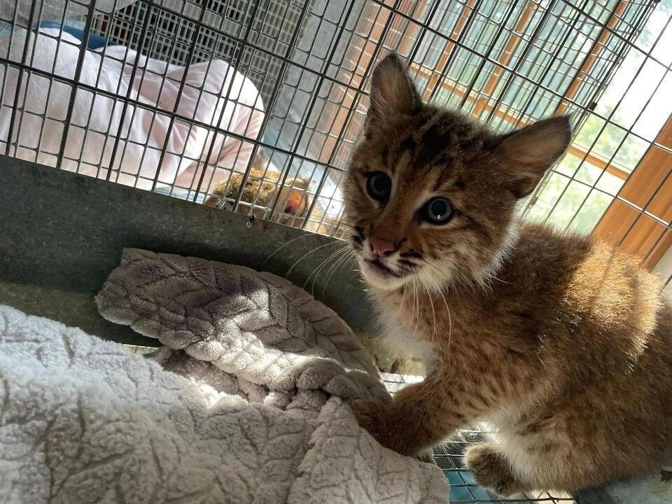 Bobcat kitten rescued from rat poison in New England