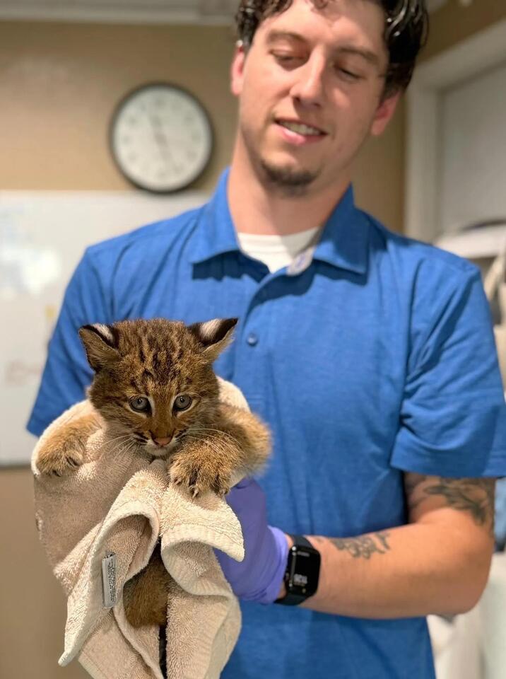 Bobcat kitten rescued from rat poison in New England