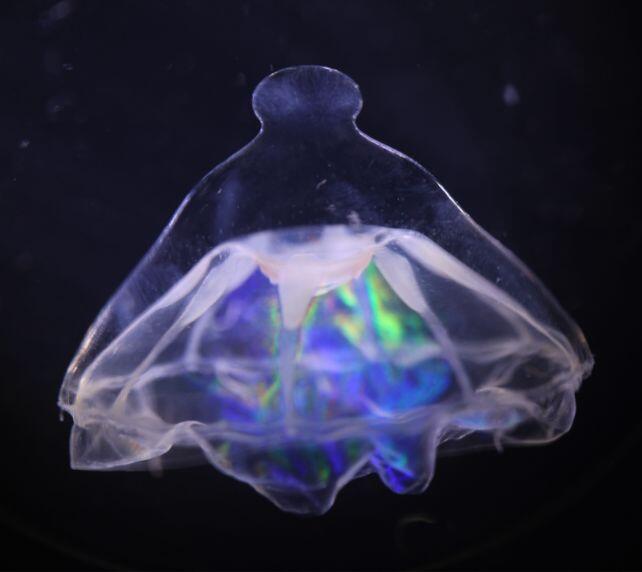 Jellyfish Hit an Invisible Ocean Wall?!