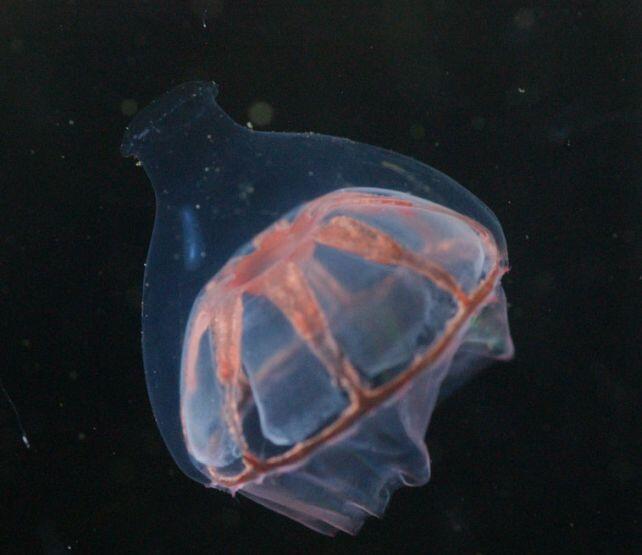 Jellyfish Hit an Invisible Ocean Wall?!