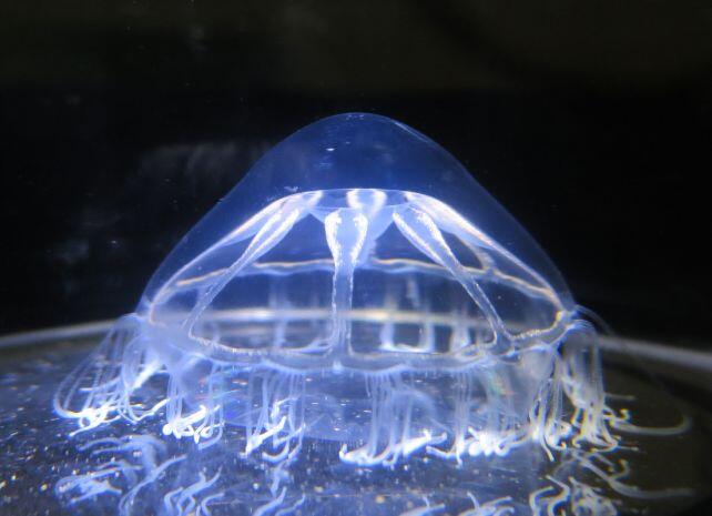 Jellyfish Hit an Invisible Ocean Wall?!