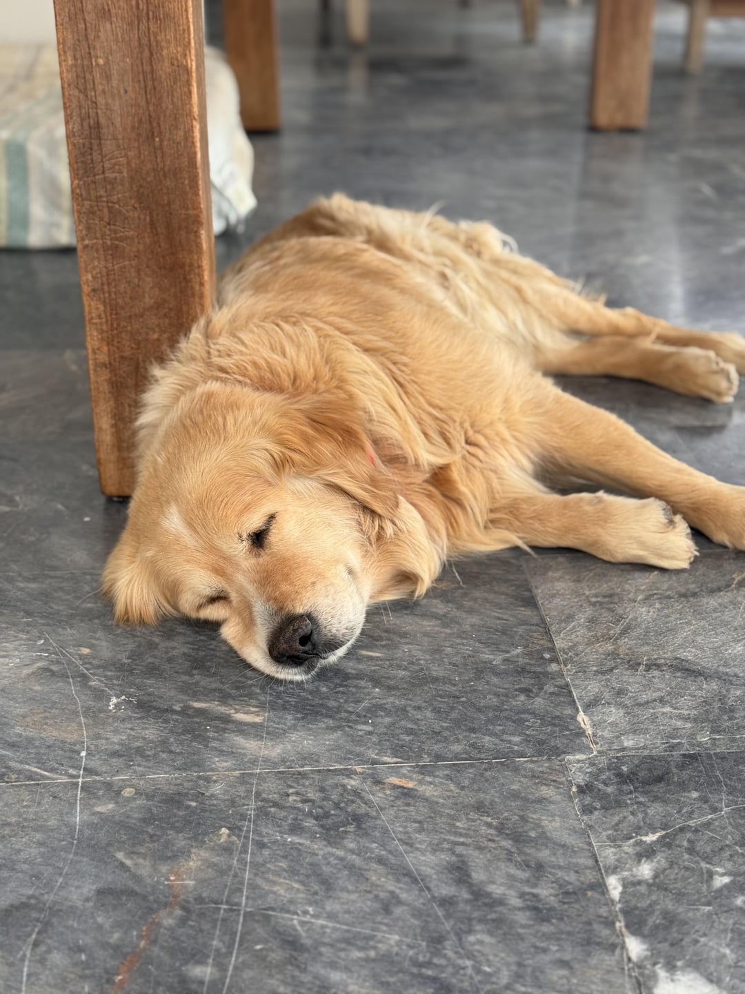 🐾 day 146 — she slept through the thunder