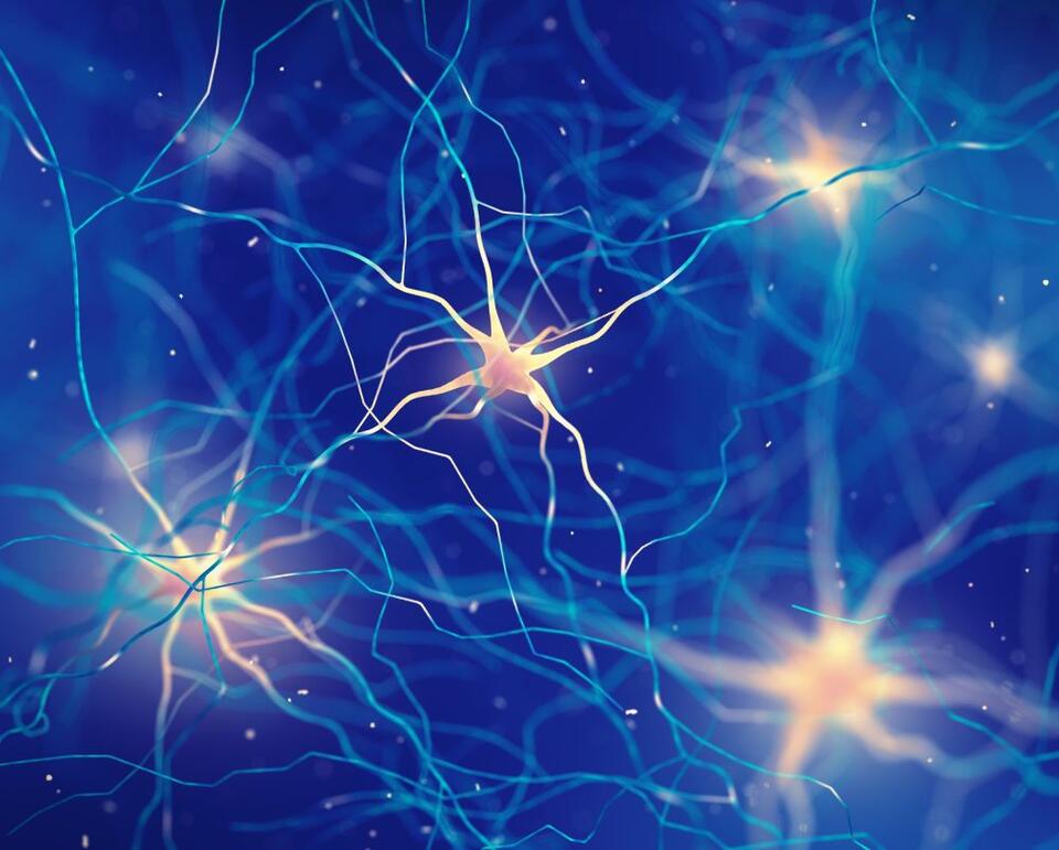 Your Brain’s Protein Traffic Jam?