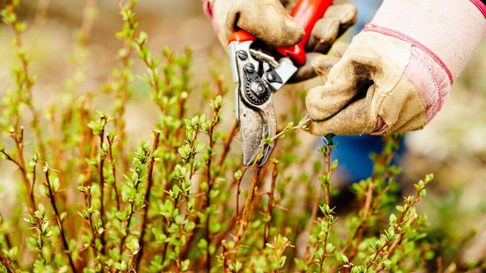 7 Plants You Gotta Prune in August