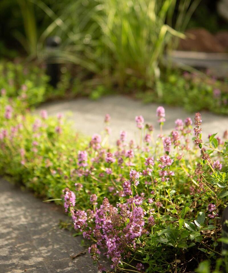 7 Plants You Gotta Prune in August