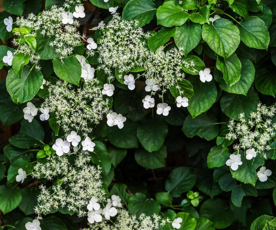 7 Plants You Gotta Prune in August
