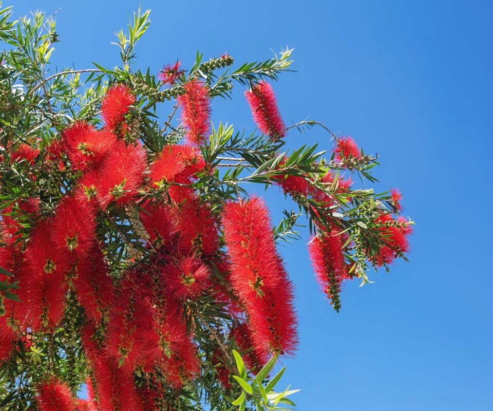 7 Plants You Gotta Prune in August