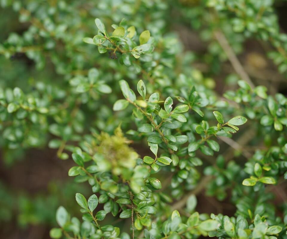 7 Plants You Gotta Prune in August