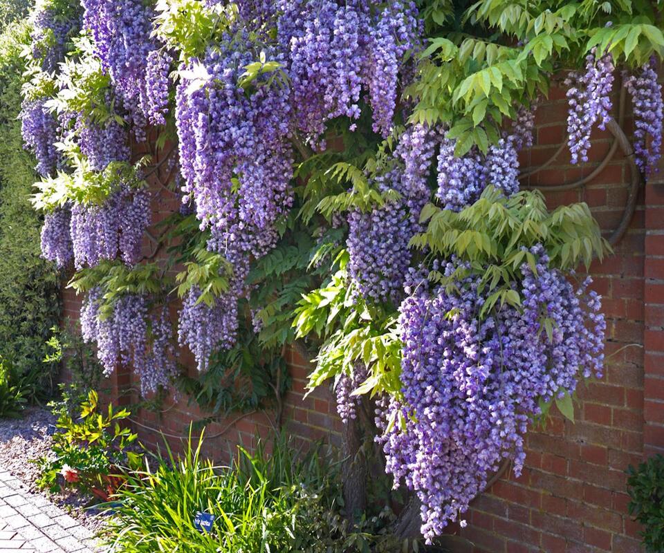 7 Plants You Gotta Prune in August