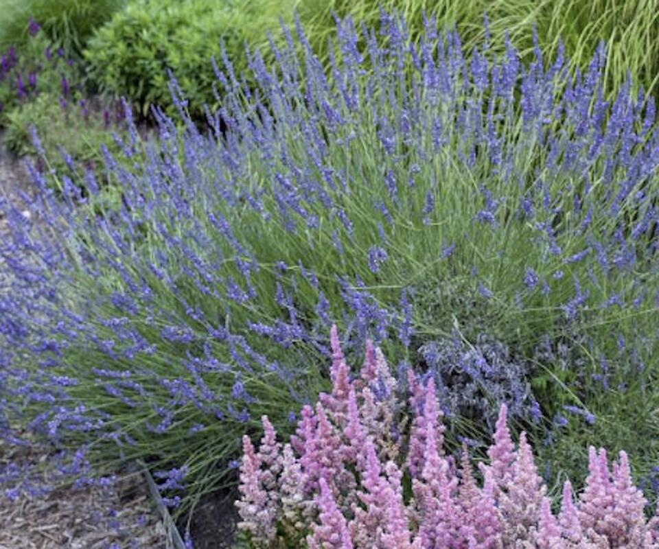 7 Plants You Gotta Prune in August
