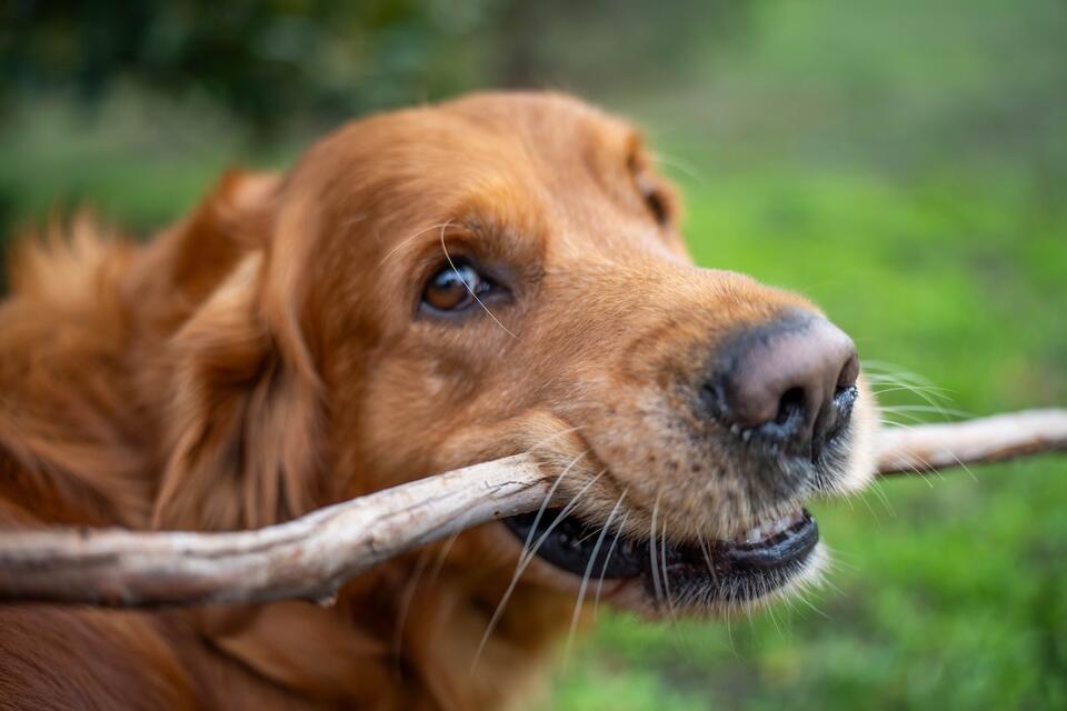 Golden Retriever’s Bonfire Stick Heist