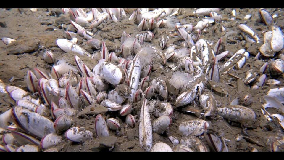Deepest Ocean Creatures Ever Filmed!