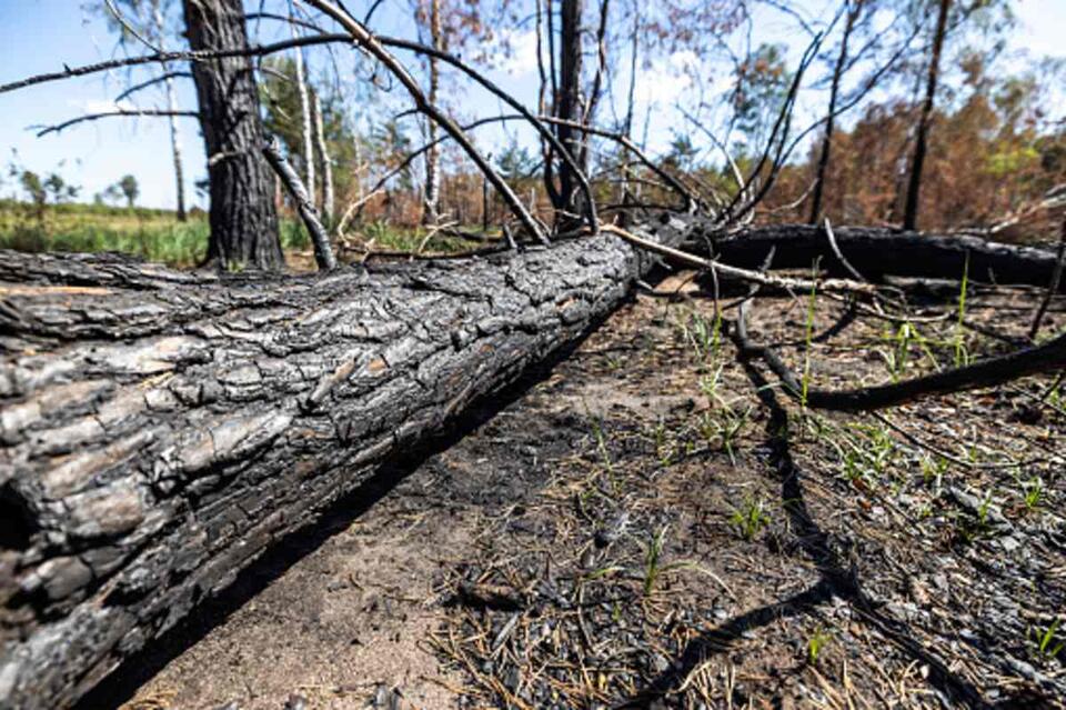 Storms Are Secretly Wrecking Rainforests
