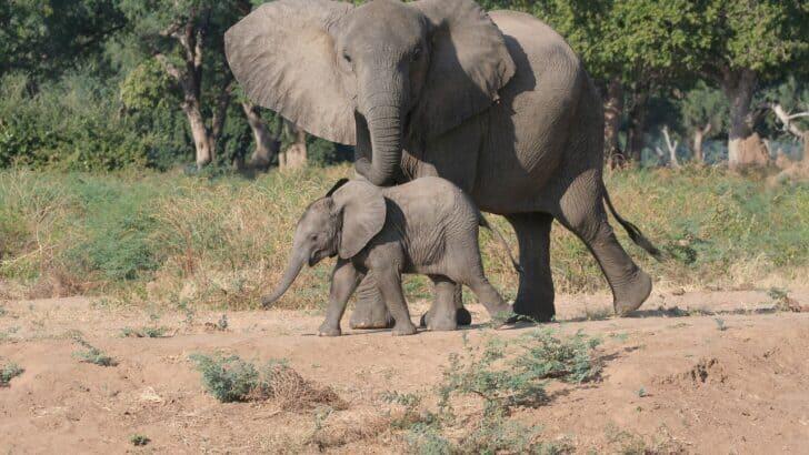 Baby Elephants Orphaned—What Happens Next?