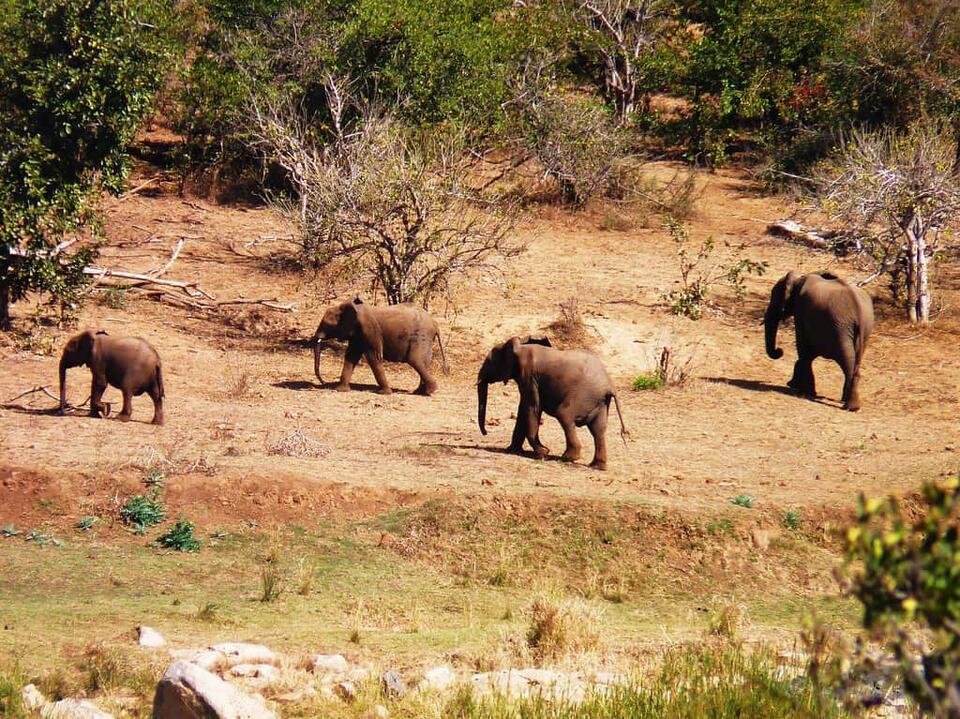 Baby Elephants Orphaned—What Happens Next?