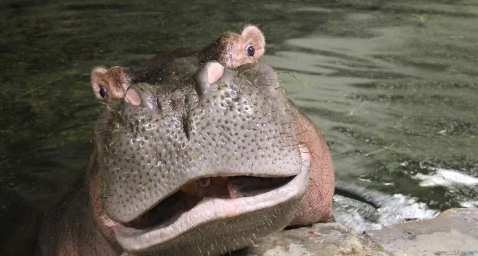 Denver Zoo says goodbye to hippos