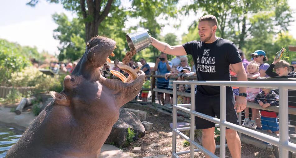 Denver Zoo says goodbye to hippos