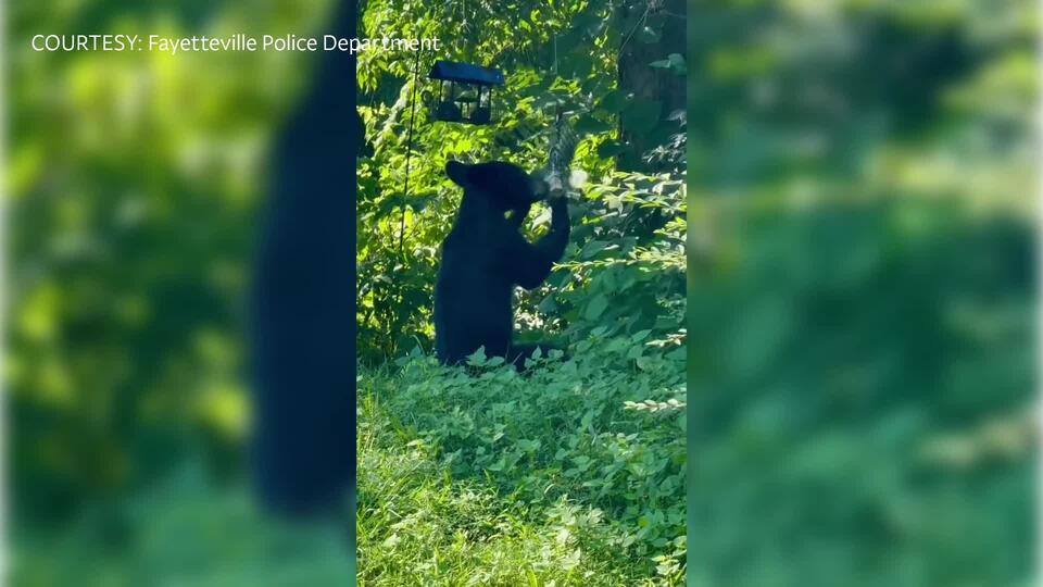Bear cub’s Fayetteville adventure sparks talk
