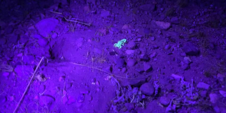 Red Rock’s wildest night hike: Scorpions!