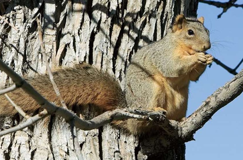 squirrels know when you're hunting deer 