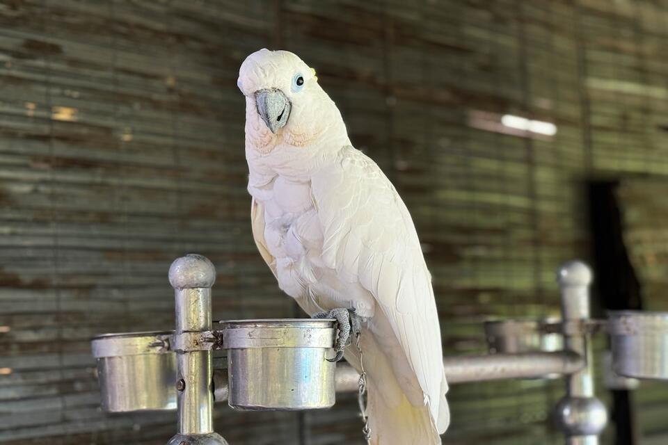 Cockatoo’s Peek-a-Too Skills Are Next Level