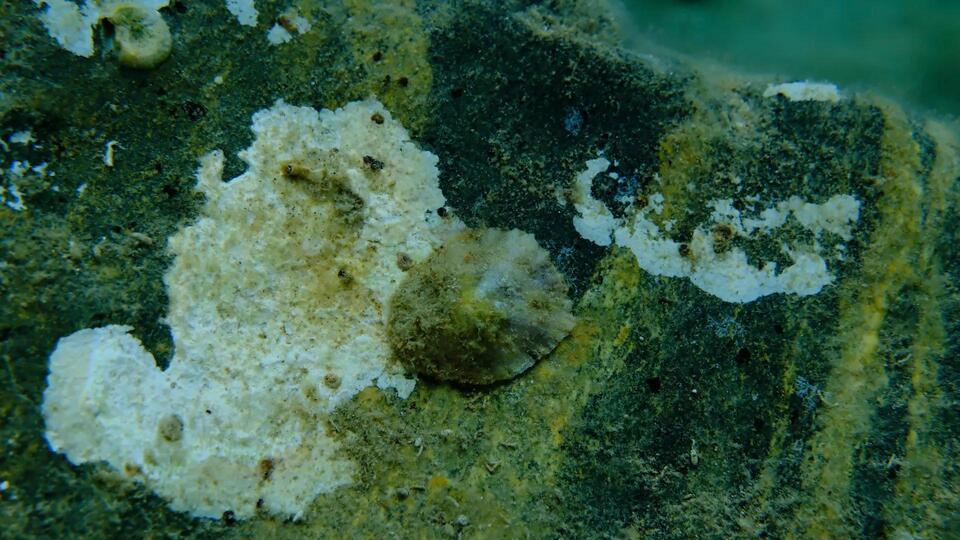 Deep-Sea Snail Discovery Is Wild