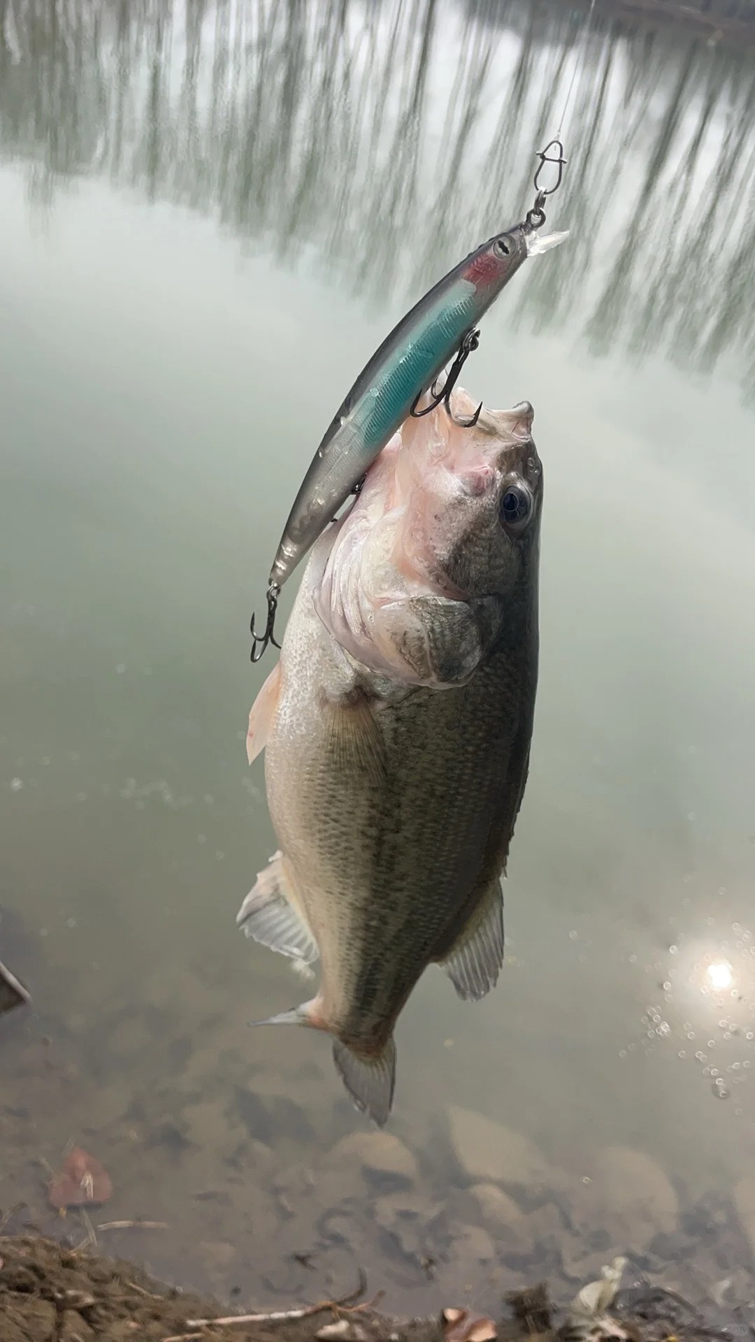 Why bass fishing dominates pro tournaments?