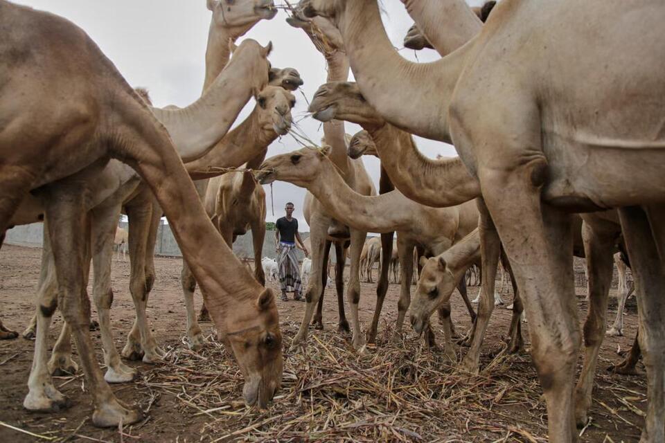 Camel Milk: The Next Supermarket Superfood?