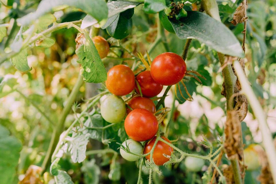 Tomato Lovers: Stop the Splits!