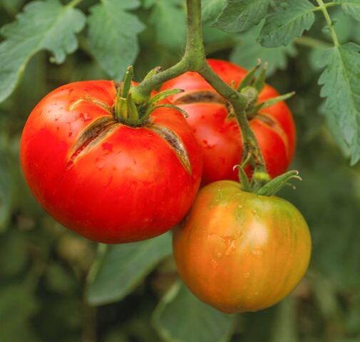 Tomato Lovers: Stop the Splits!