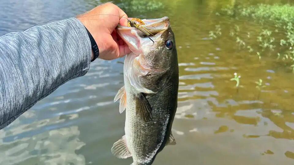 August Bass Lure Secrets Unlocked