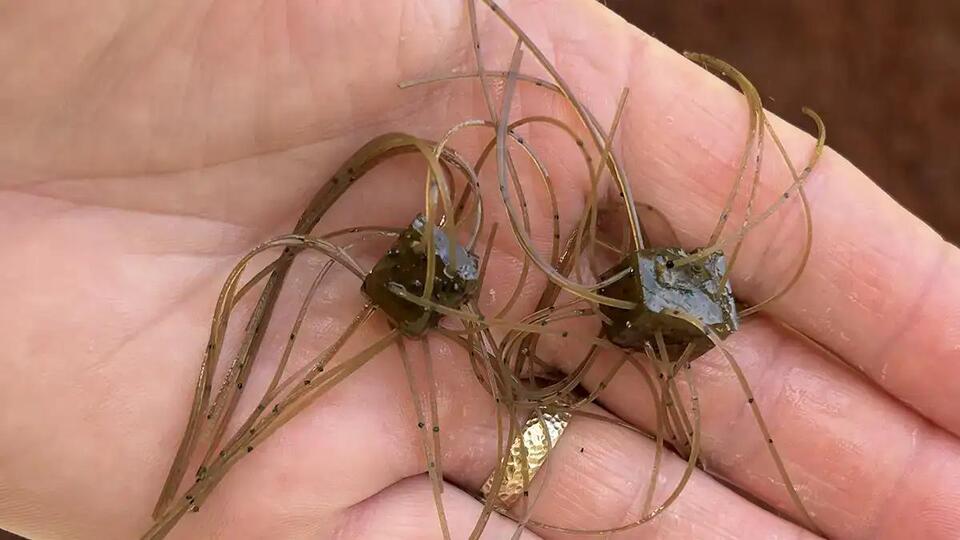 August Bass Lure Secrets Unlocked