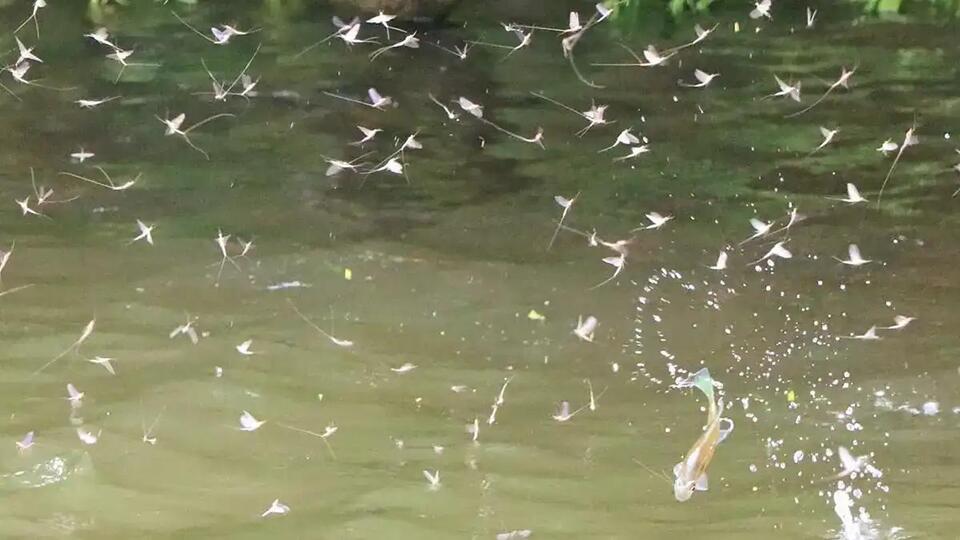 August Bass Lure Secrets Unlocked