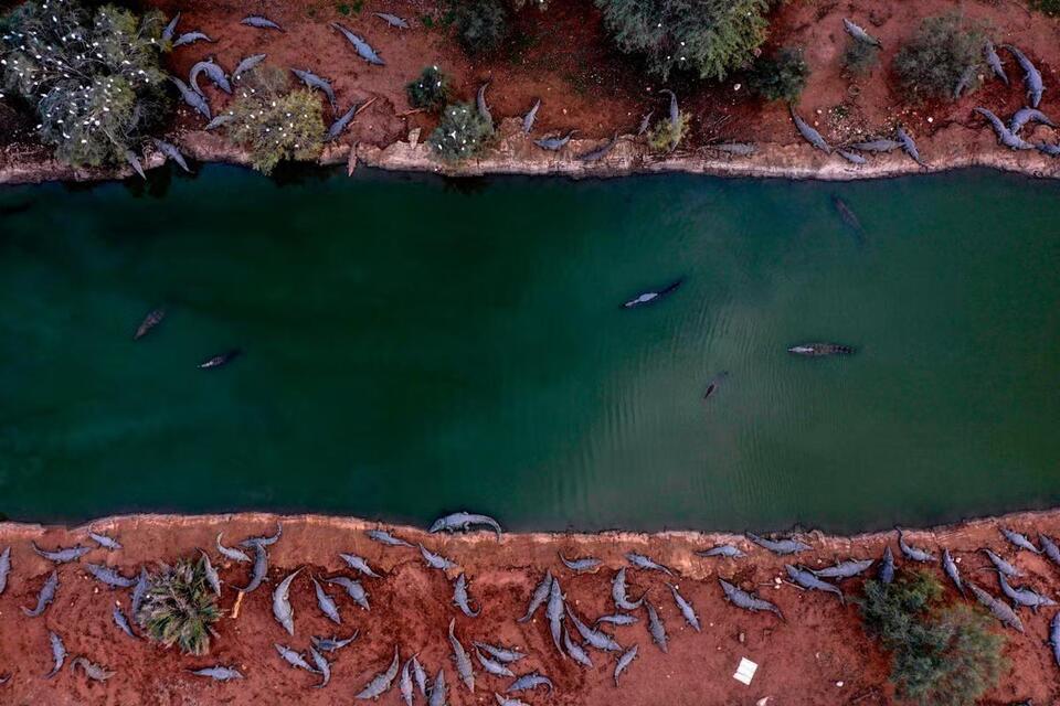 Crocodile Farm Horror Story