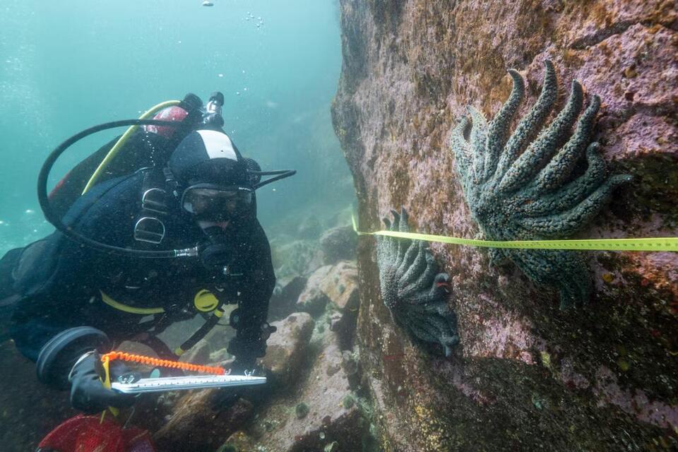 Sea Star Killer Finally Unmasked