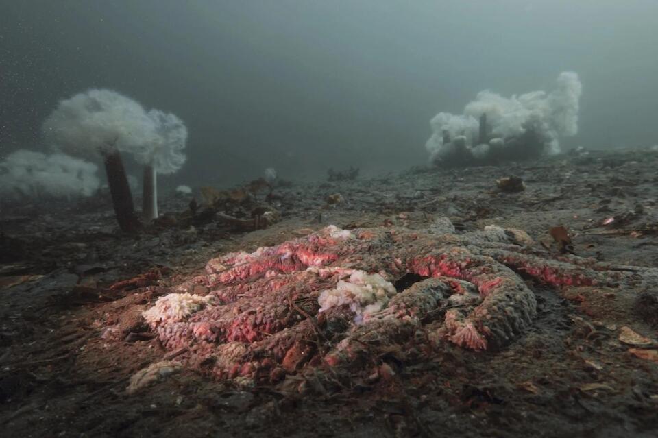 Starfish Armageddon: The Real Culprit Revealed