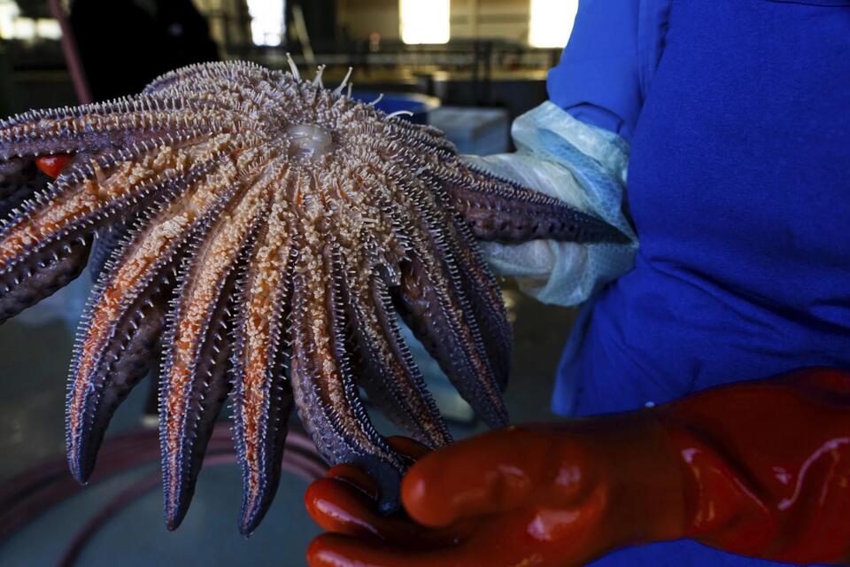 Starfish Armageddon: The Real Culprit Revealed